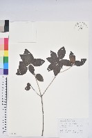 馬銀花藏品圖，第1張