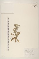 鼠麴草藏品圖，第1張