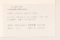 鼠麴草藏品圖，第2張