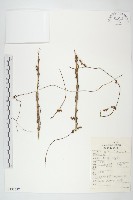 中國菟絲子藏品圖，第1張