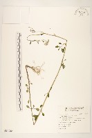 一枝香藏品圖，第1張