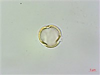 尖舌草、全唇尖舌苣苔藏品圖，第1張