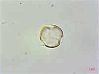 尖舌草、全唇尖舌苣苔藏品圖，第2張