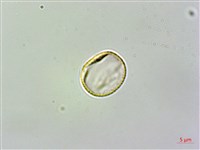尖舌草、全唇尖舌苣苔藏品圖，第3張