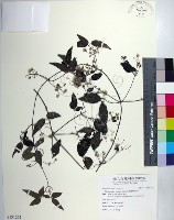 臺灣鐵線蓮藏品圖，第1張