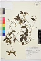 臺灣鐵線蓮藏品圖，第2張