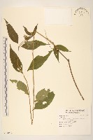 登錄號:S131272藏品圖，第1張