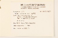 紫澤蘭藏品圖，第2張