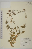 登錄號:S131316藏品圖，第1張