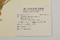 登錄號:S131316藏品圖，第2張