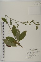 地膽草、毛蓮菜藏品圖，第1張