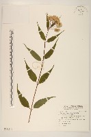 島田氏澤蘭藏品圖，第1張