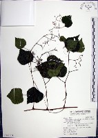 漢氏山葡萄藏品圖，第1張