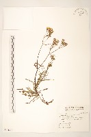 台東黃菀藏品圖，第1張