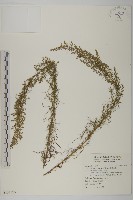 細葉山艾藏品圖，第1張