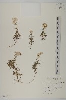 玉山抱莖籟簫藏品圖，第1張