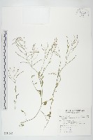 玉山筷子芥藏品圖，第1張