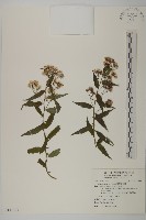 臺灣山白蘭藏品圖，第1張