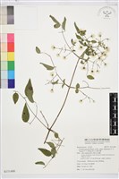 梨山小蓑衣藤藏品圖，第1張