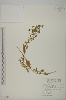 狗筋蔓藏品圖，第1張