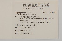 狗筋蔓藏品圖，第2張