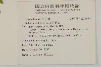 疏花繁縷藏品圖，第2張