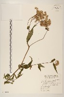 臺灣澤蘭藏品圖，第1張