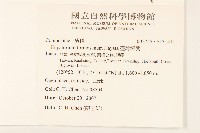 臺灣澤蘭藏品圖，第2張