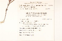 紫背草藏品圖，第2張