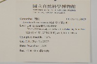 紫花霍香薊藏品圖，第2張