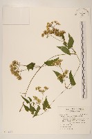 蔓澤蘭藏品圖，第1張