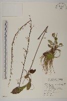 臺灣鬼督郵藏品圖，第1張