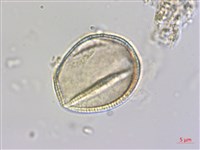 小葉瑞木藏品圖，第4張