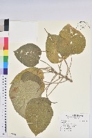 登錄號:S131483藏品圖，第1張