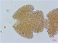 漢紅魚腥草藏品圖，第1張