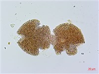 漢紅魚腥草藏品圖，第2張