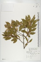 鄧氏胡頹子藏品圖，第1張