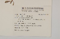 狗娃花藏品圖，第2張