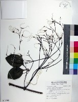 厚葉鐵線蓮藏品圖，第1張