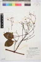 厚葉鐵線蓮藏品圖，第2張