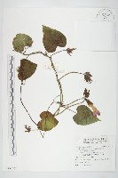 銳葉牽牛藏品圖，第1張