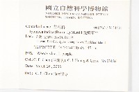 銳葉牽牛藏品圖，第2張