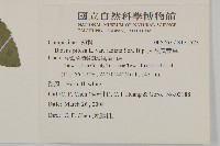 大花咸豐草藏品圖，第2張