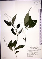 針刺草藏品圖，第1張