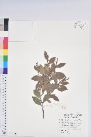 大葉越橘、來特氏越橘藏品圖，第1張