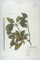 薯豆藏品圖，第1張