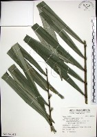 山棕藏品圖，第1張