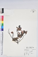 金毛杜鵑藏品圖，第1張