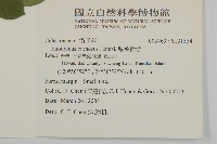 厚葉衛矛, 源一木藏品圖，第2張