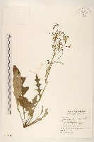 刀傷草藏品圖，第1張